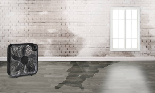 Best Water damage restoration mold remediation  in St Charles, MO